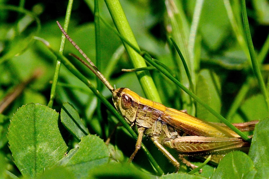 Photo Forest creature